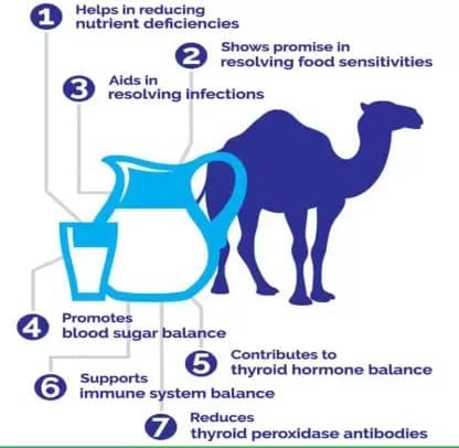 Harsha Nutrition Freeze Dried Camel Pro Milk Powder (1000 g) by Marbella - Image 8